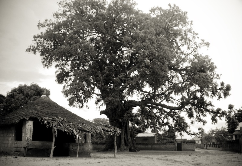 Article : Arbre à palabres : un espace de parole et de consensus en Afrique centrale